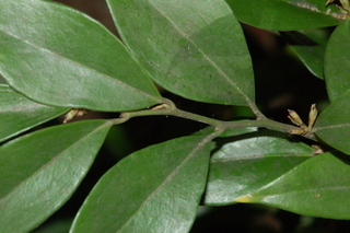 Sarcococca orientalis, branching