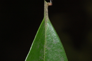 Sarcococca orientalis, leaf base upper