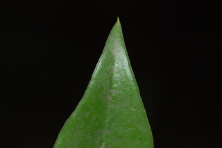 Sarcococca orientalis, leaf tip upper