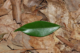 Sarcococca orientalis, leaf upper