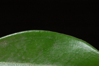 Sarcococca orientalis, margin