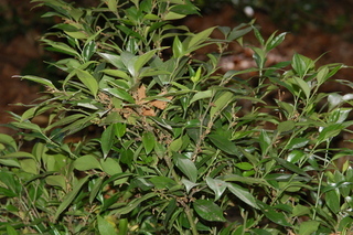 Sarcococca orientalis, plant