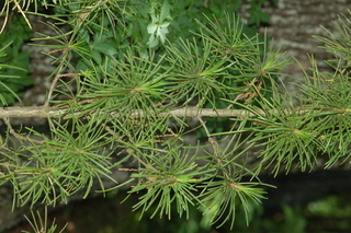 Sciadopitys verticillata, branching