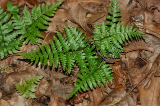 Woodwardia orientalis, Oriental chain fern