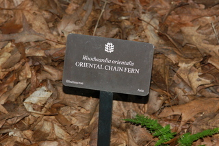Woodwardia orientalis, Oriental chain fern