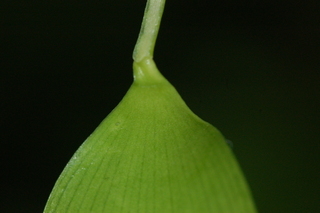 Danae racemosa, Alexandrian laurel, leaf base under