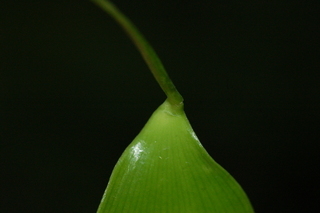 Danae racemosa, Alexandrian laurel, leaf base upper