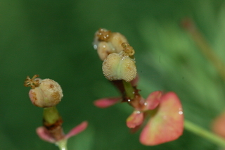 Euphorbia cyparissias, Orange man, Cypress spurge, inflorescence
