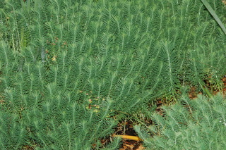 Euphorbia cyparissias, Orange man, Cypress spurge, plant
