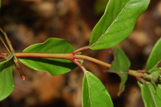 Viburnum tinus, Spring bouquet, Laurustinus, branching