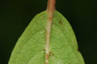 Viburnum tinus, Spring bouquet, Laurustinus, leaf base under