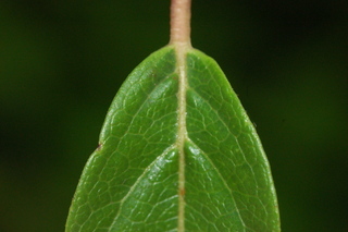 Viburnum tinus, Spring bouquet, Laurustinus, leaf base upper