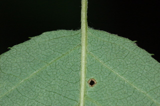 Amelanchier canadensis, leaf base under