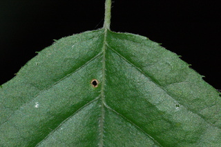 Amelanchier canadensis, leaf base upper