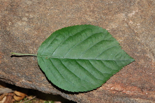 Amelanchier canadensis, leaf upper