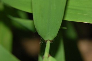 Elymus virginicus, leaf base upper
