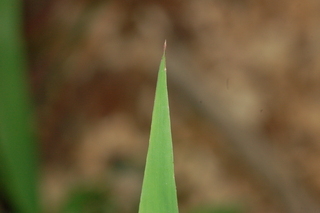 Elymus virginicus, leaf tip upper