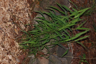 Elymus virginicus, plant