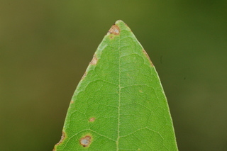 Quercus laurifolia, Laurel oak, leaf tip upper