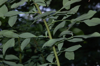 Vaccinium corymbosum, Highbush blueberry, branching