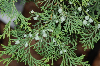 Chamaecyparis thyoides, Atlantic white cedar