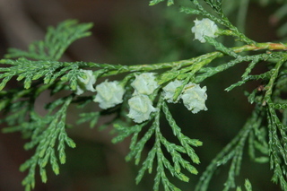 Chamaecyparis thyoides, Atlantic white cedar, fruit