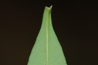 Veronicastrum virginicum, Culvers root, leaf base under