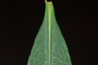 Veronicastrum virginicum, Culvers root, leaf base upper