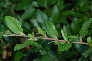 Pyracantha coccinea, Lowboy firethorn, branching
