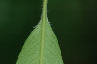Pyracantha coccinea, Lowboy firethorn, leaf base under