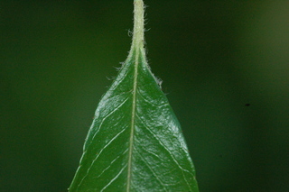 Pyracantha coccinea, Lowboy firethorn, leaf base upper