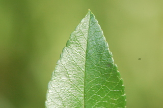 Pyracantha coccinea, Lowboy firethorn, leaf tip upper