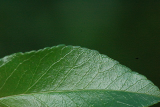 Pyracantha coccinea, Lowboy firethorn, margin