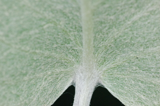 Baptisia arachnifera, Hairy rattleweed, leaf base under