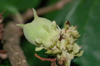 Parrotia persica, Persian witchhazel