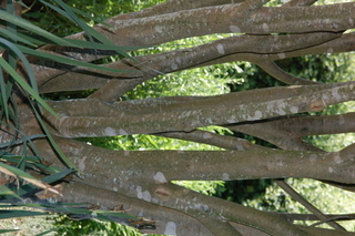 Parrotia persica, Persian witchhazel, bark