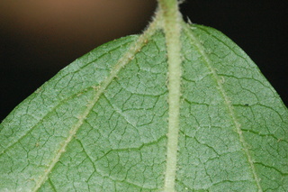 Parrotia persica, Persian witchhazel, leaf base under