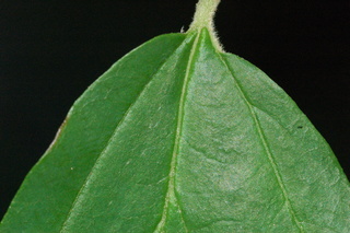 Parrotia persica, Persian witchhazel, leaf base upper