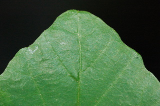 Parrotia persica, Persian witchhazel, leaf tip upper