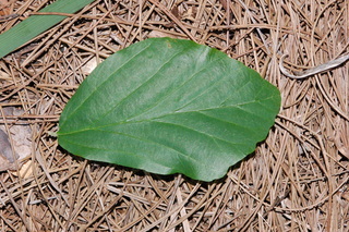Parrotia persica, Persian witchhazel, leaf upper