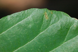 Parrotia persica, Persian witchhazel, margin