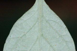 Teucrium fruticans, Silver germander, leaf base under