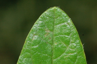 Teucrium fruticans, Silver germander, leaf tip upper
