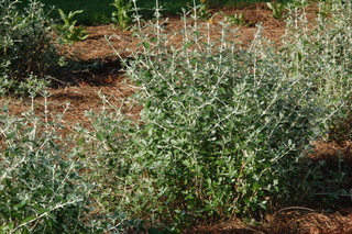 Teucrium fruticans, Silver germander, plant