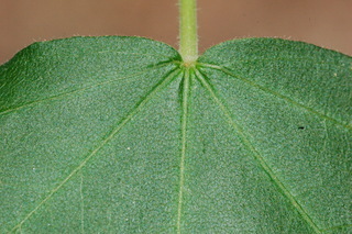 Acer campestre, Evelyn, Hedge maple, leaf base upper