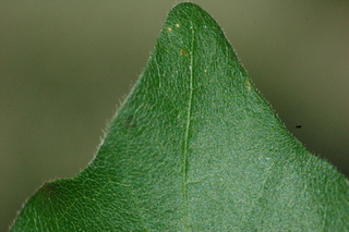 Acer campestre, Evelyn, Hedge maple, leaf tip upper
