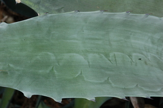 Agave americana, Century plant, margin