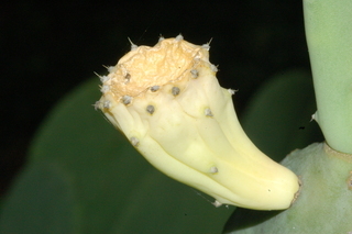 Opuntia ellisiana, flower
