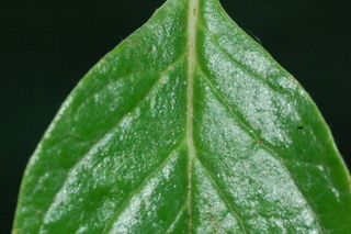 Teucrium fruticans, Silver germander, leaf base upper