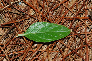 Teucrium fruticans, Silver germander, leaf upper